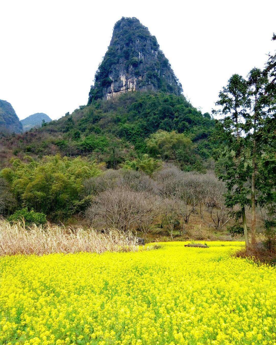 融安(融安金桔)